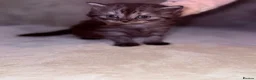 British Shorthair cats for sale: British short haired kittens  - Advert 3