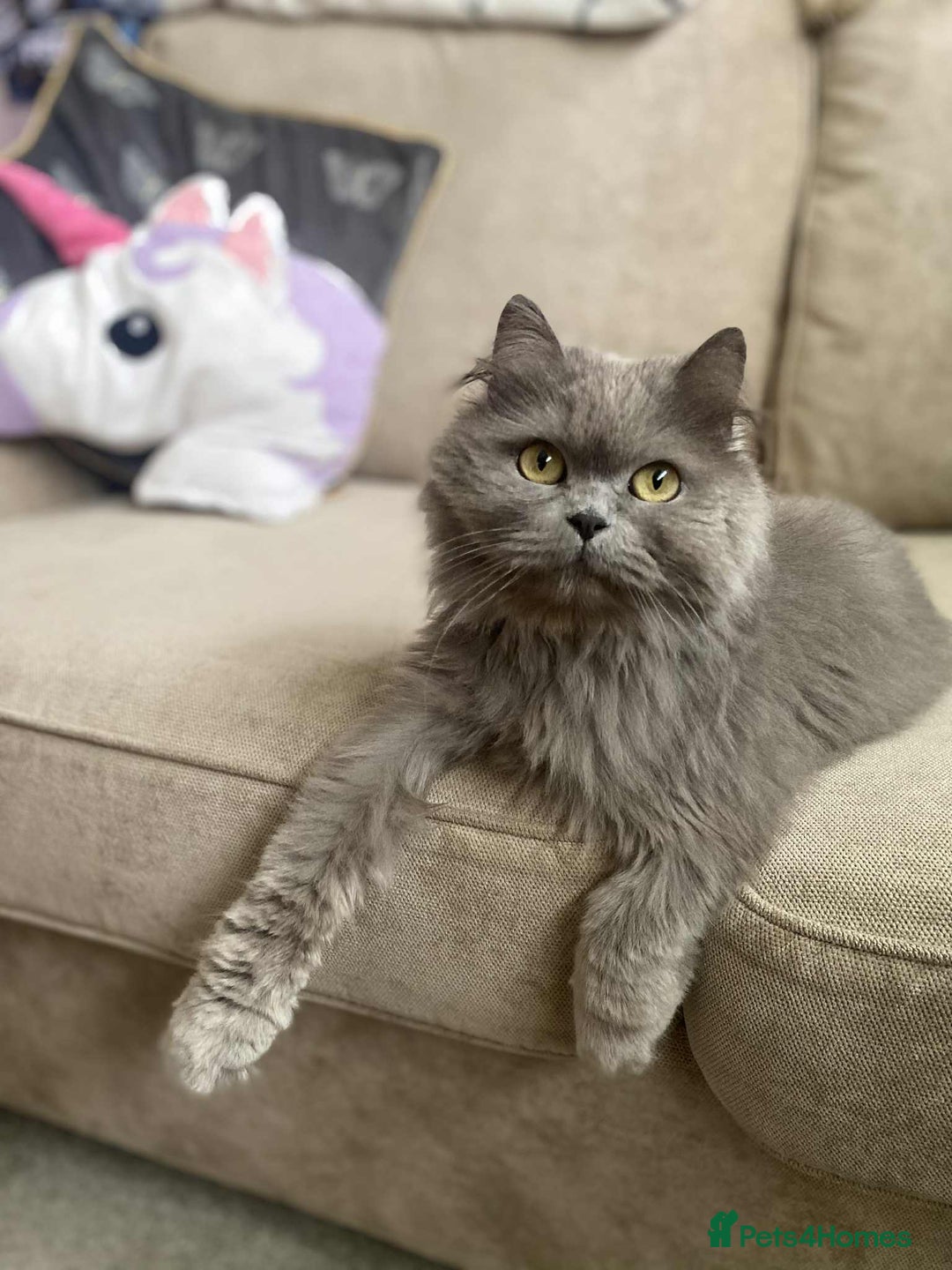 Scottish Fold cats for sale: Lovely girl looking for home - Image 5
