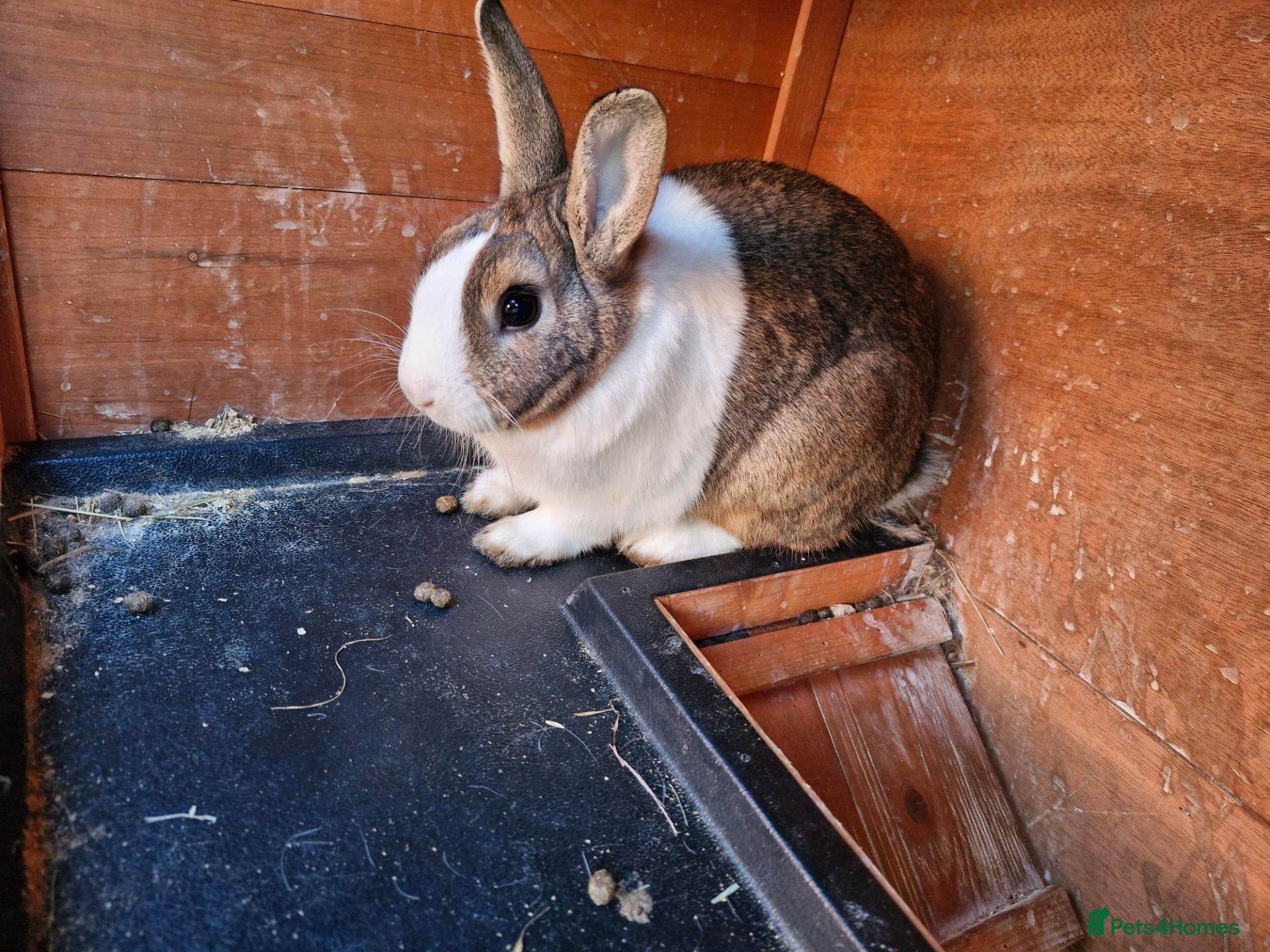 Dutch rabbits Dutch  - Advert 2