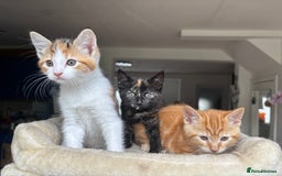 Mixed Breed cats for sale: 1/4 Maincoon dog friendly kittens - Image 20