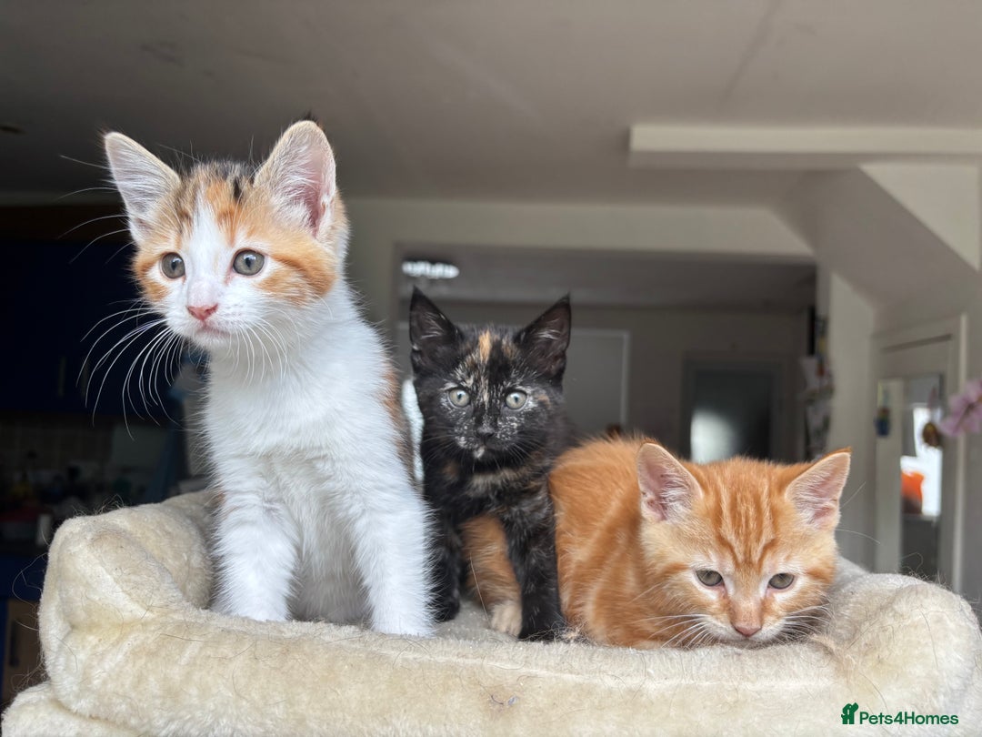 Mixed Breed cats for sale: 1/4 Maincoon dog friendly kittens - Image 20