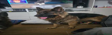 German Shepherd 2