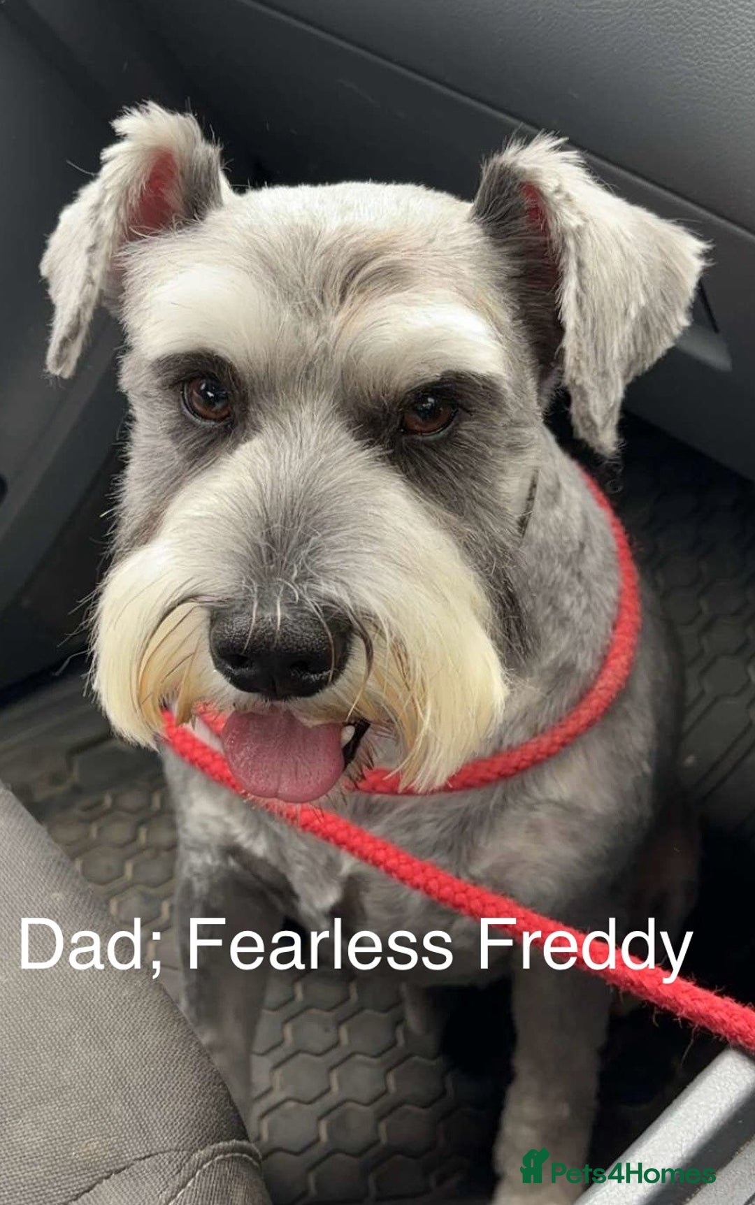 Miniature Schnauzer dogs for sale: Beautiful, KC Registered, health & BVA eye tested. - Advert 3