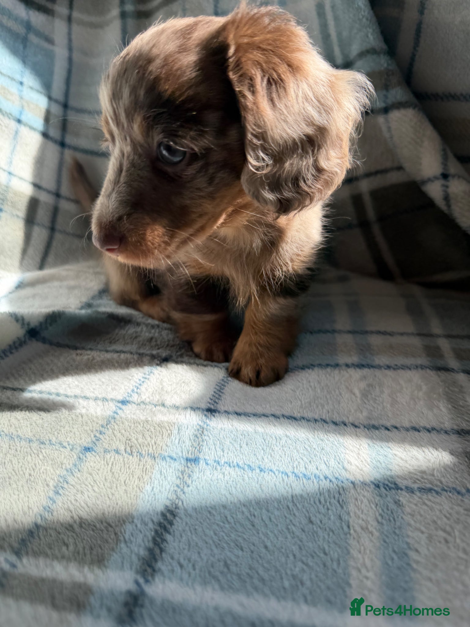 Dachshund dogs for sale: Miniature Dachshund Puppies  - Advert 24