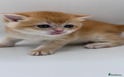 British Shorthair cats for sale: GCCF BSH BY12 GOLDEN CHOCOLATE KITTENS  - Image 9