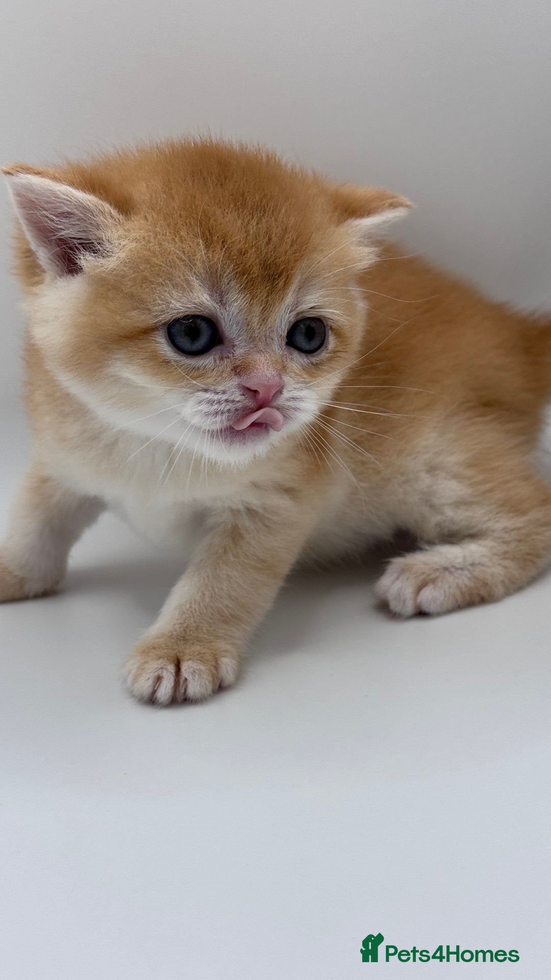 British Shorthair cats for sale: GCCF BSH BY12 GOLDEN CHOCOLATE KITTENS  - Image 9