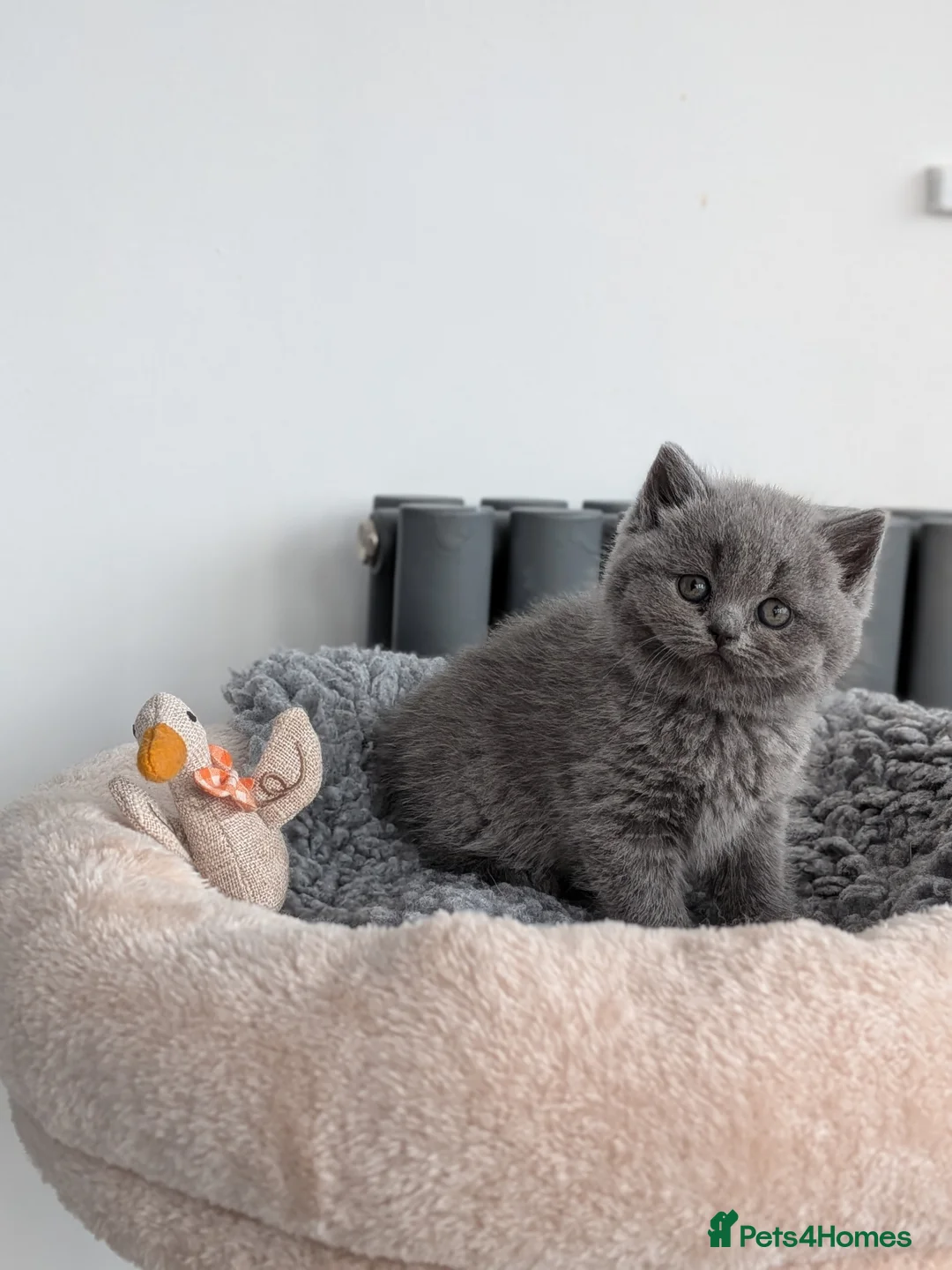 British Shorthair cats for stud: Champion British Shorthair carrier of chocolate  in Derby - Advert 10