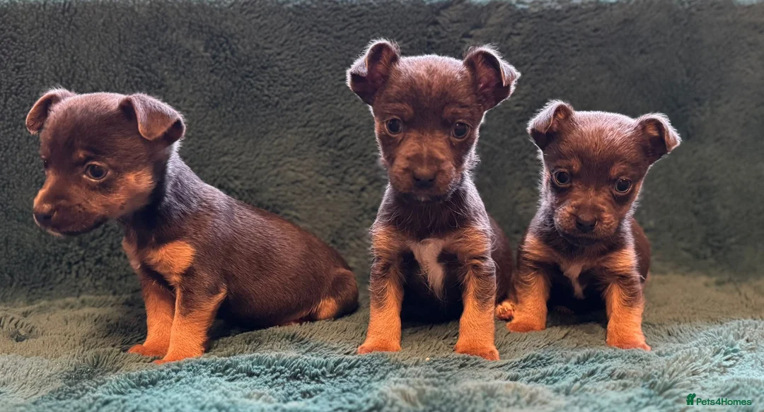 Jack Russell dogs for sale: Miniature much Wenlock puppies - Advert 23