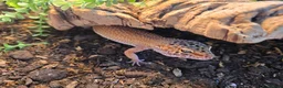 Leopard Gecko reptiles for sale: Leopard Gecko with 4ftx2ft Vivarium in Chatham - Advert 4
