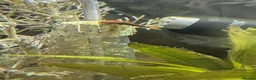 Plecos fish for sale: Young bristlenose pleco - Advert 8