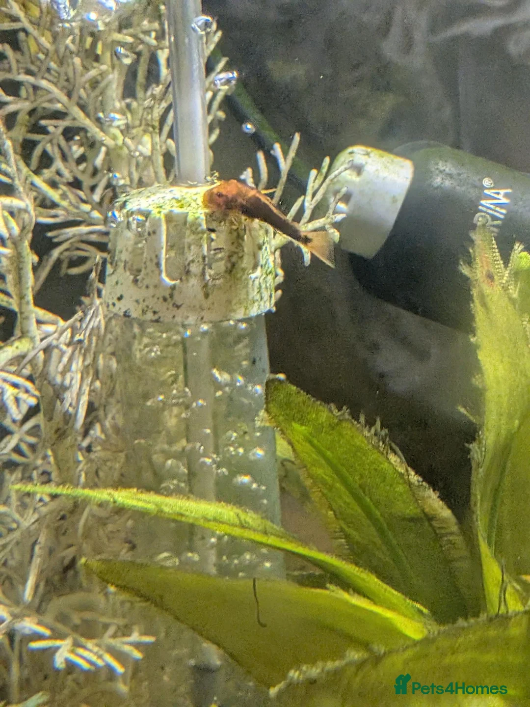 Plecos fish for sale: Young bristlenose pleco - Advert 8