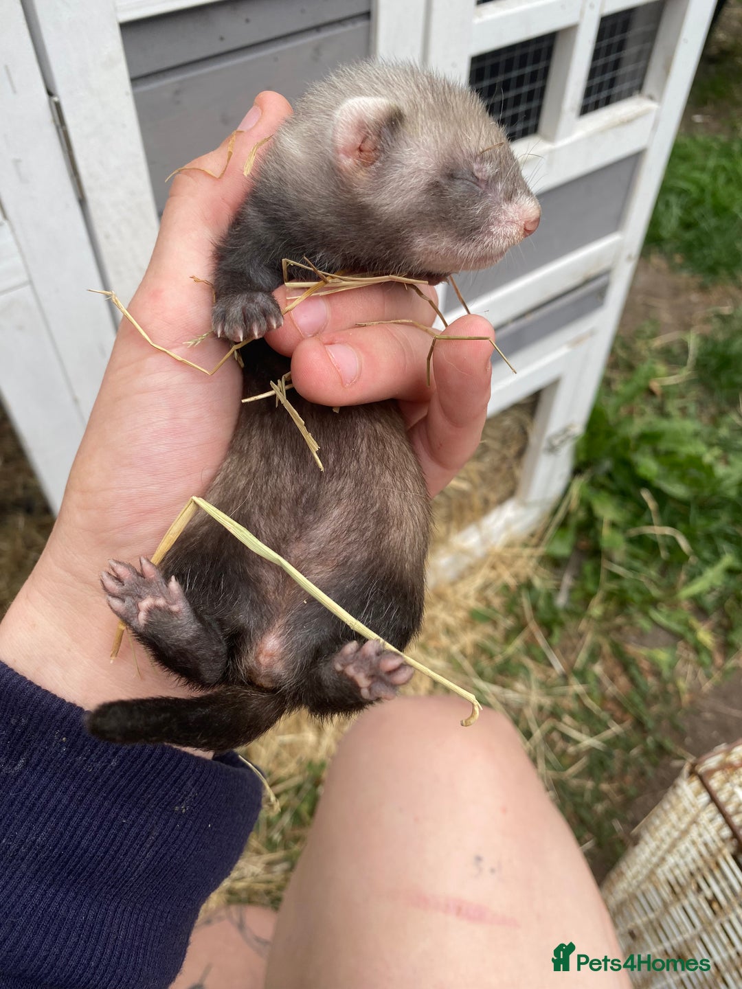 Ferret rodents for sale: Ferret kits  - Image 8
