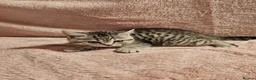 Brazilian Shorthair cats for sale: Sweet Tabby Kittens - Advert 9