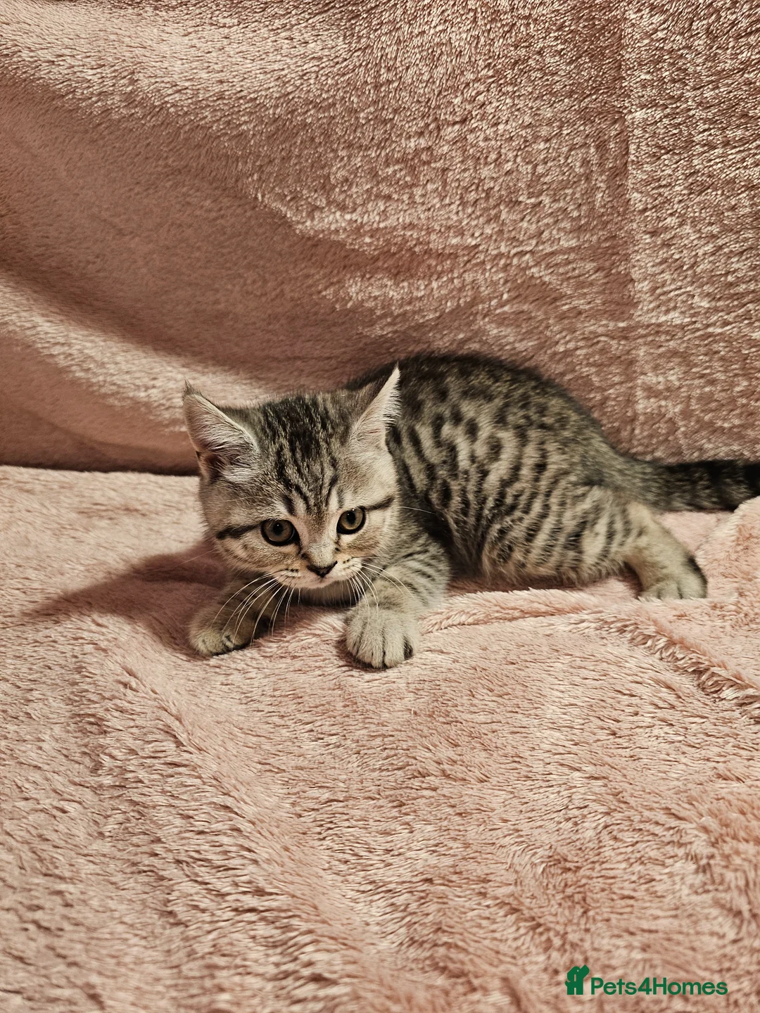 Brazilian Shorthair cats for sale: ✨️ Stunning British Shorthair Tabby Kittens✨️ - Advert 2