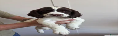 English Springer Spaniel 3