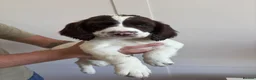 English Springer Spaniel dogs for sale: WORKING PURE SPRINGER SPANIEL PUPPIES  - Advert 4