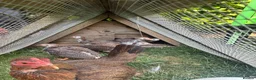 Guinea Fowl poultry for sale: 5 unsexed Guinea fowl keets - Advert 1
