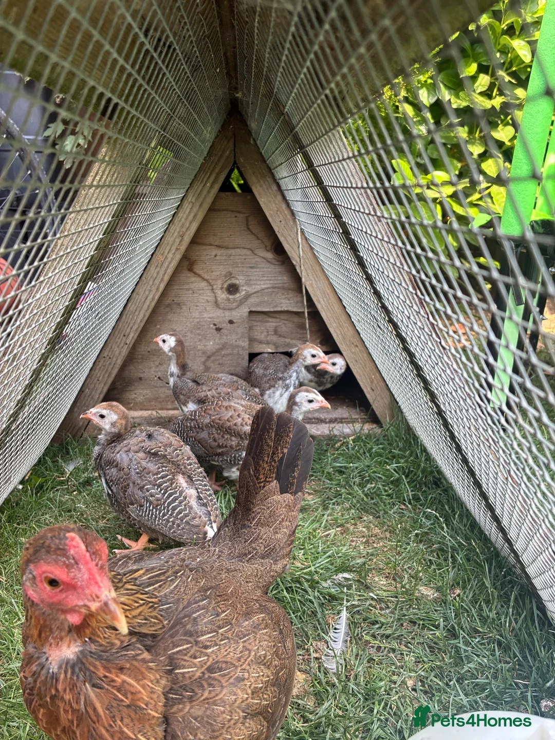 Guinea Fowl poultry for sale: 5 unsexed Guinea fowl keets - Advert 1