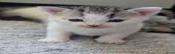 Domestic Shorthair cats for sale: Tabby/grey and white kittens! - Advert 2