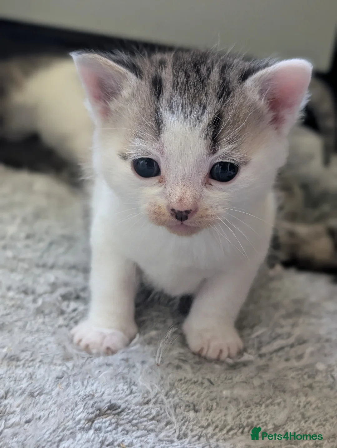 Domestic Shorthair cats for sale: Tabby/grey and white kittens! - Advert 2