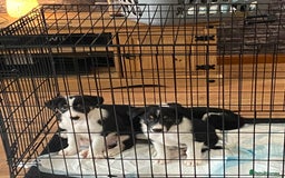 Border Collie dogs for sale: Border collies Dundee  - Image 30