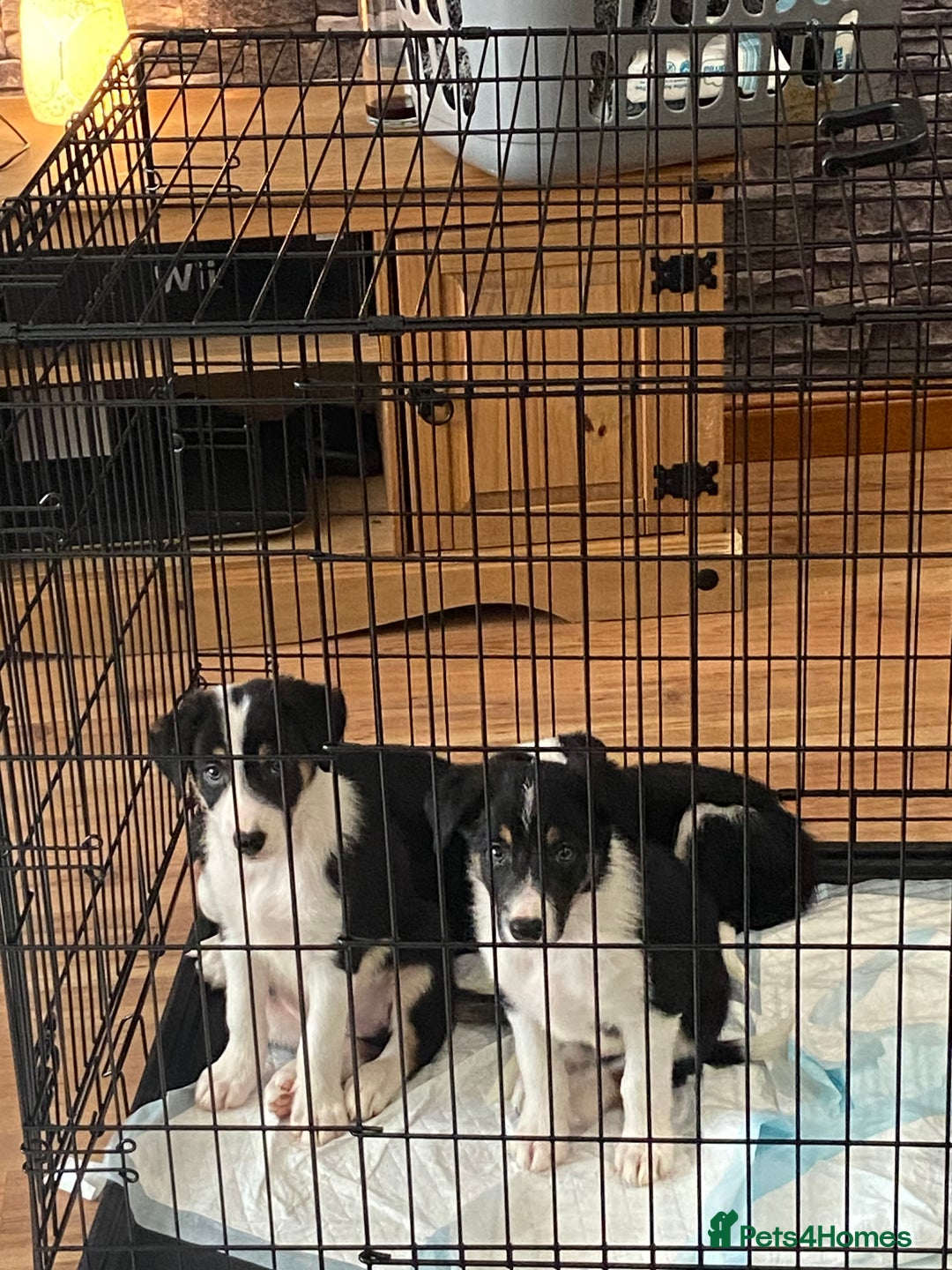 Border Collie dogs for sale: Border collies Dundee  - Image 30