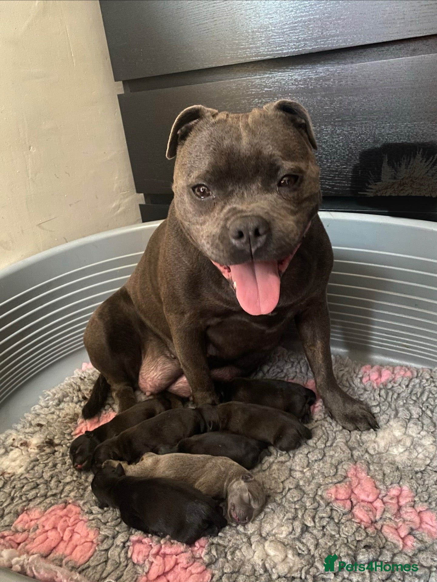 Staffordshire Bull Terrier dogs 🐾 KC  Staffordshire Bull Terrier Puppies - Advert 2