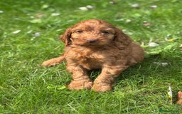 Cockapoo dogs for sale: BEAUTIFUL RED F1 COCKAPOO’S HEALTH TESTED PARENTS  - Image 13