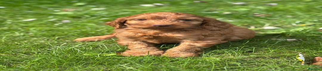 Cockapoo Puppy 4