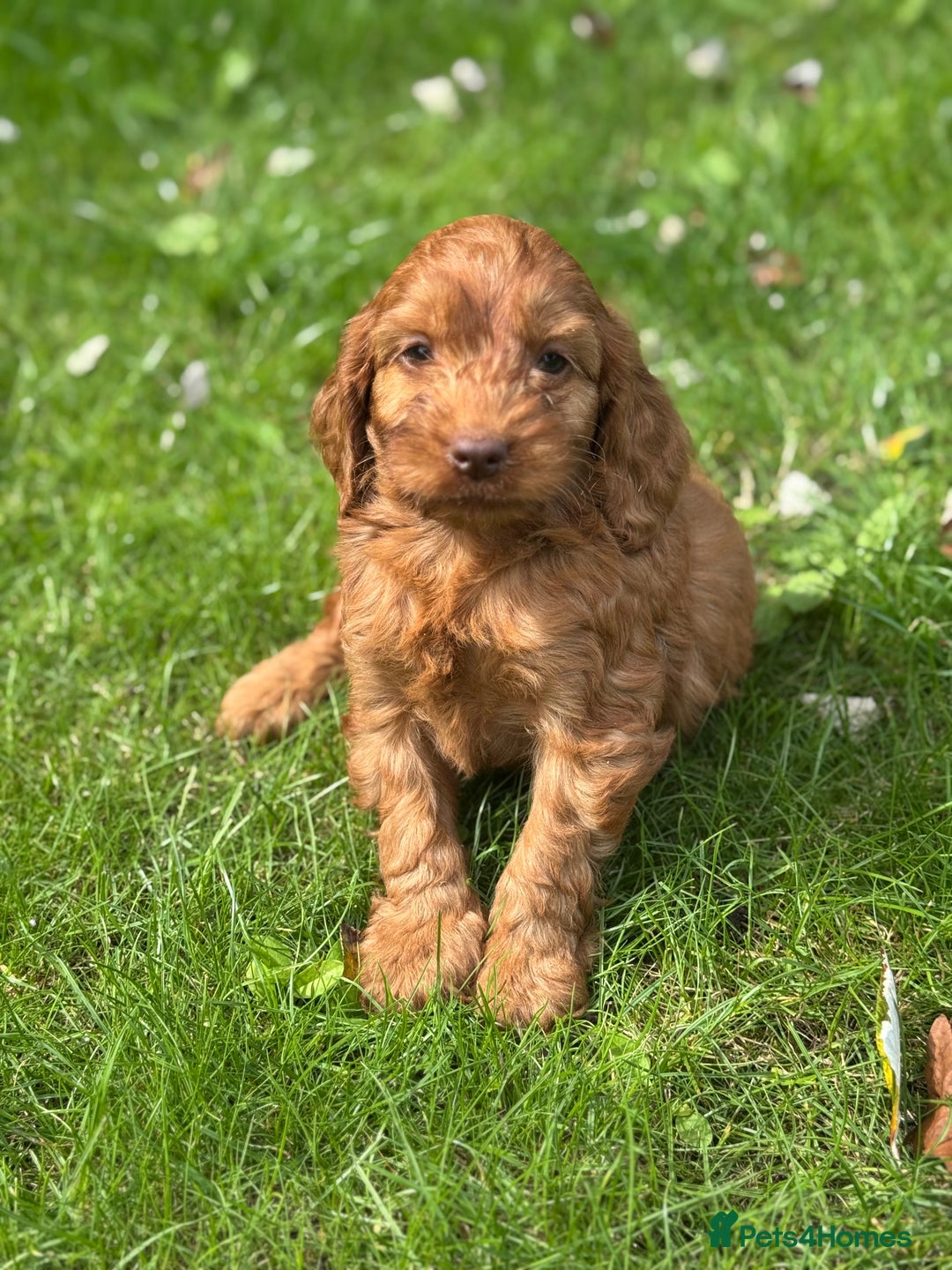 Cockapoo dogs for sale: BEAUTIFUL RED F1 COCKAPOO’S HEALTH TESTED PARENTS  - Image 13