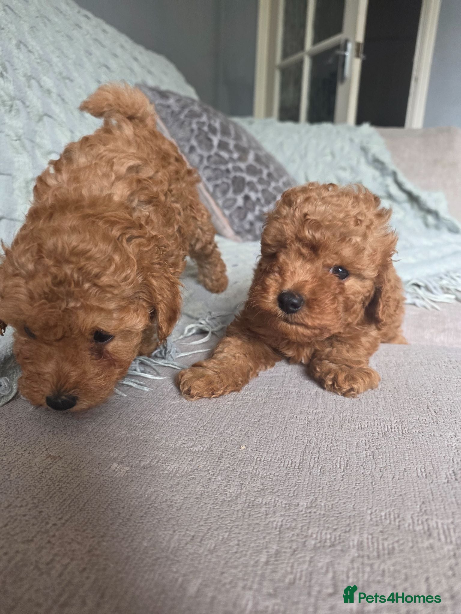 Maltipoo dogs Adorable Male and Female Maltipoo Puppies  - Advert 2