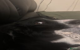 Mixed Breed dogs for sale: For urgent rehoming!  - Image 2