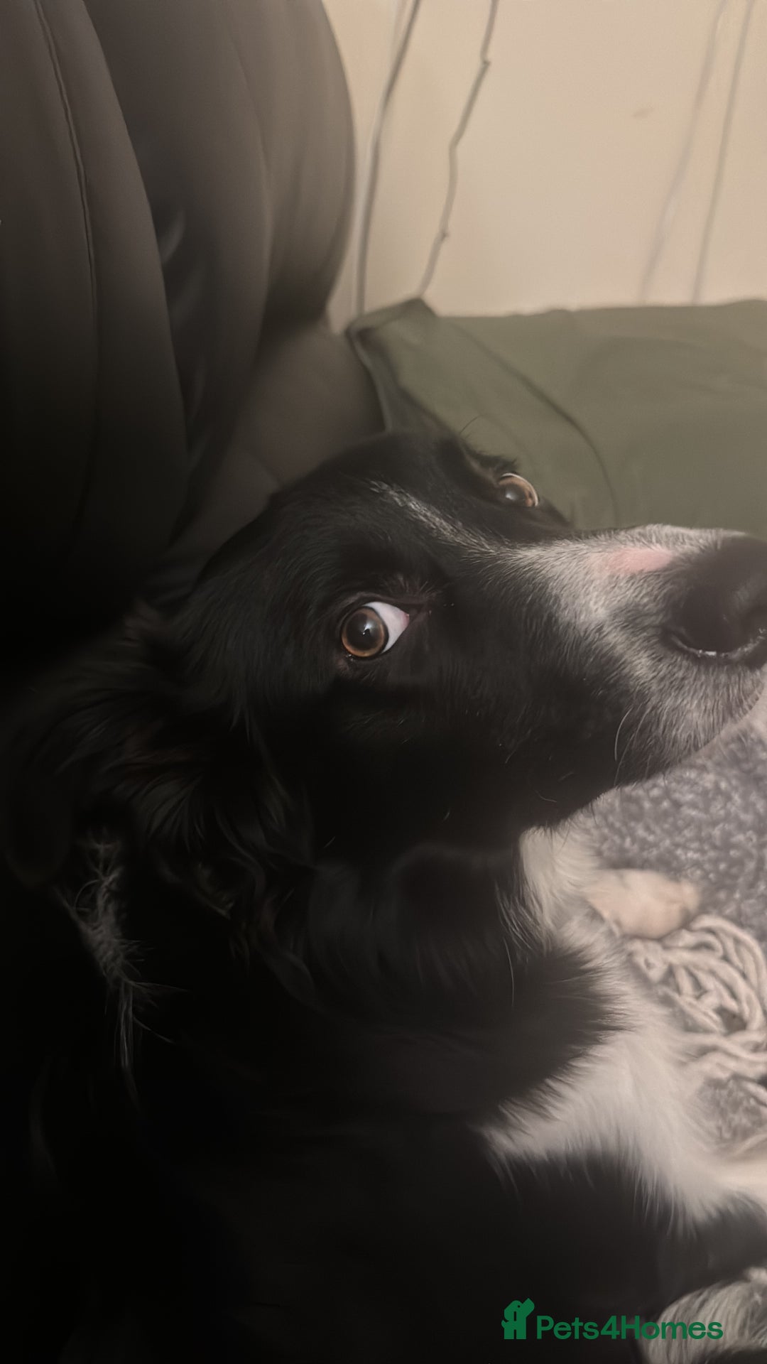 Mixed Breed dogs for sale: For urgent rehoming!  - Image 2