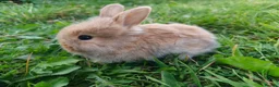 Mixed Breed rabbits for sale: Beautiful Lionhead Dwarf Baby Rabbits - Advert 3