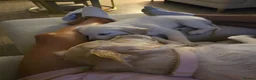 Golden Retriever dogs for sale: Stunning 15 week old KC Reg boy - Advert 6