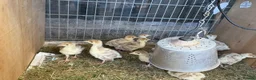 Turkeys poultry for sale: Bourbon Red Turkey Stag and 3 Hens in Maldon - Advert 4