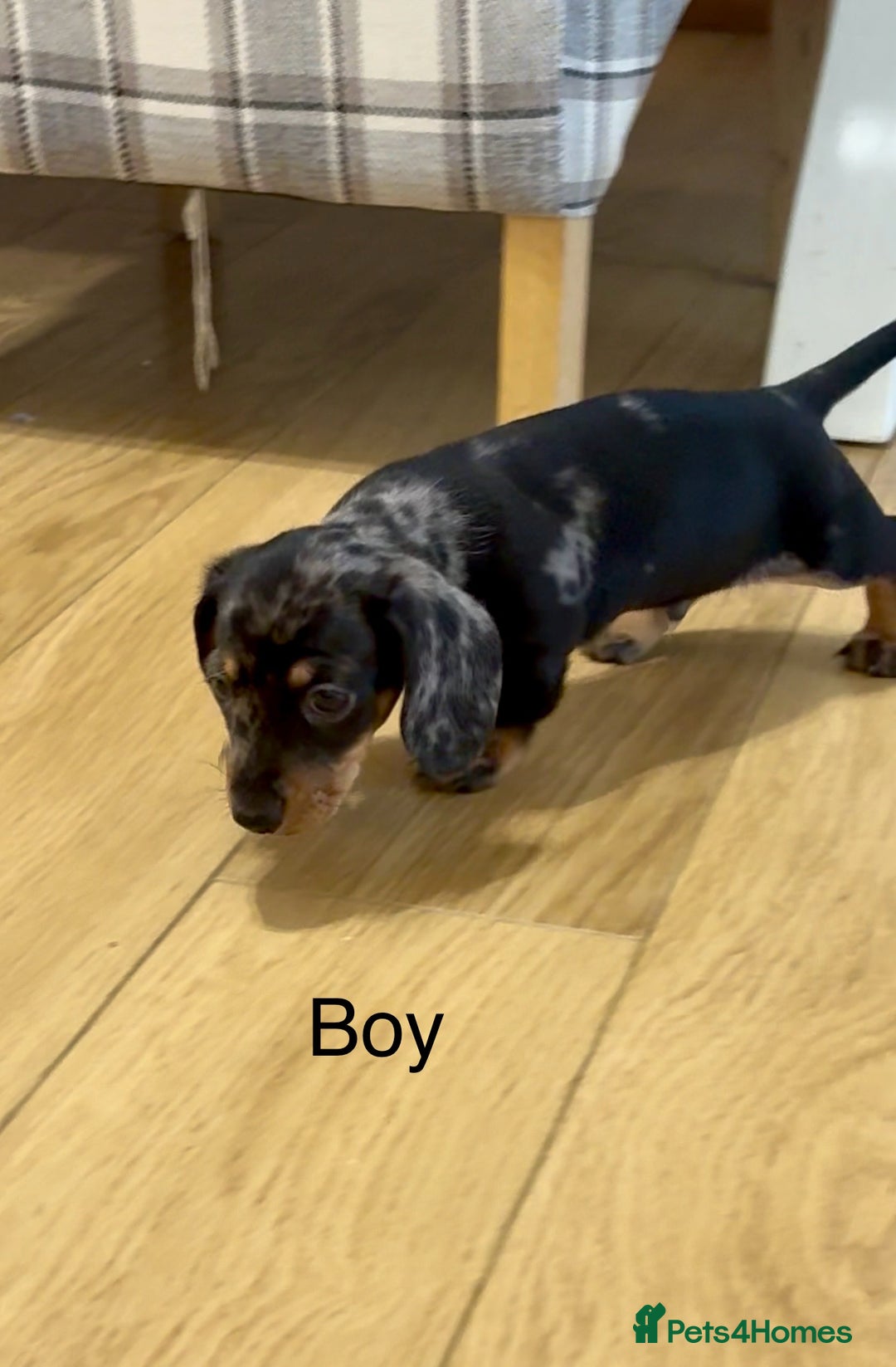 Miniature Dachshund dogs for sale: READY NOW - 2 boys left - KC registered  - Image 10