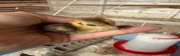 Pheasants poultry for sale: Week old lady Amherst Pheasant poults  - Advert 2