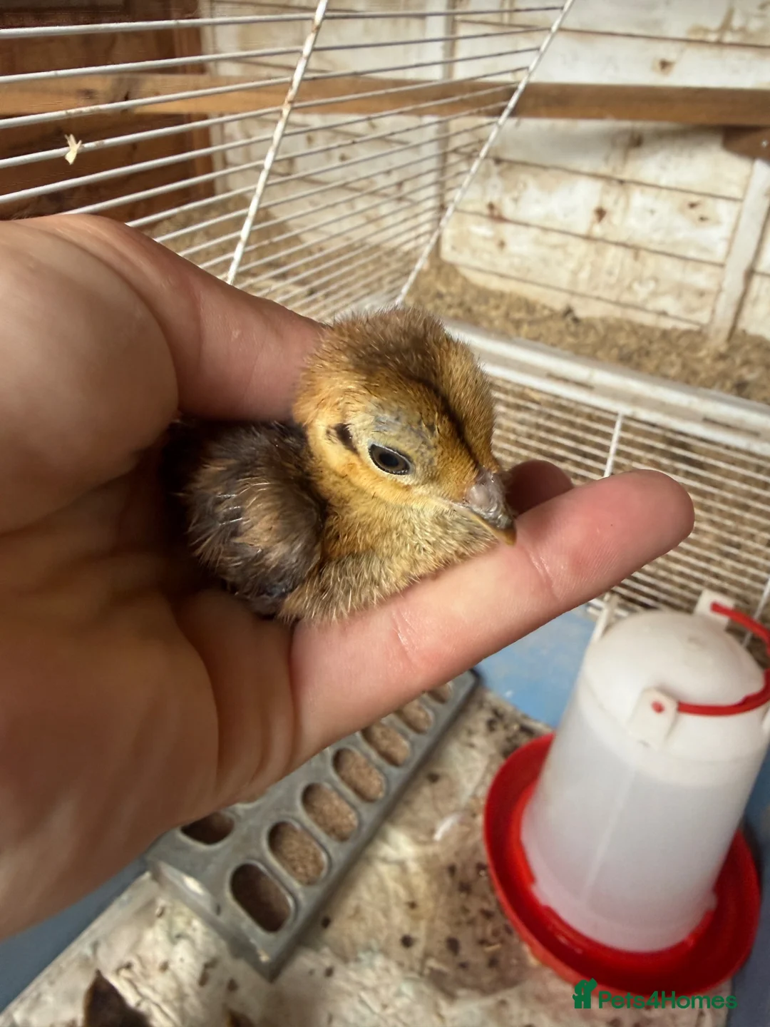 Pheasants poultry for sale: Week old lady Amherst Pheasant poults  - Advert 2