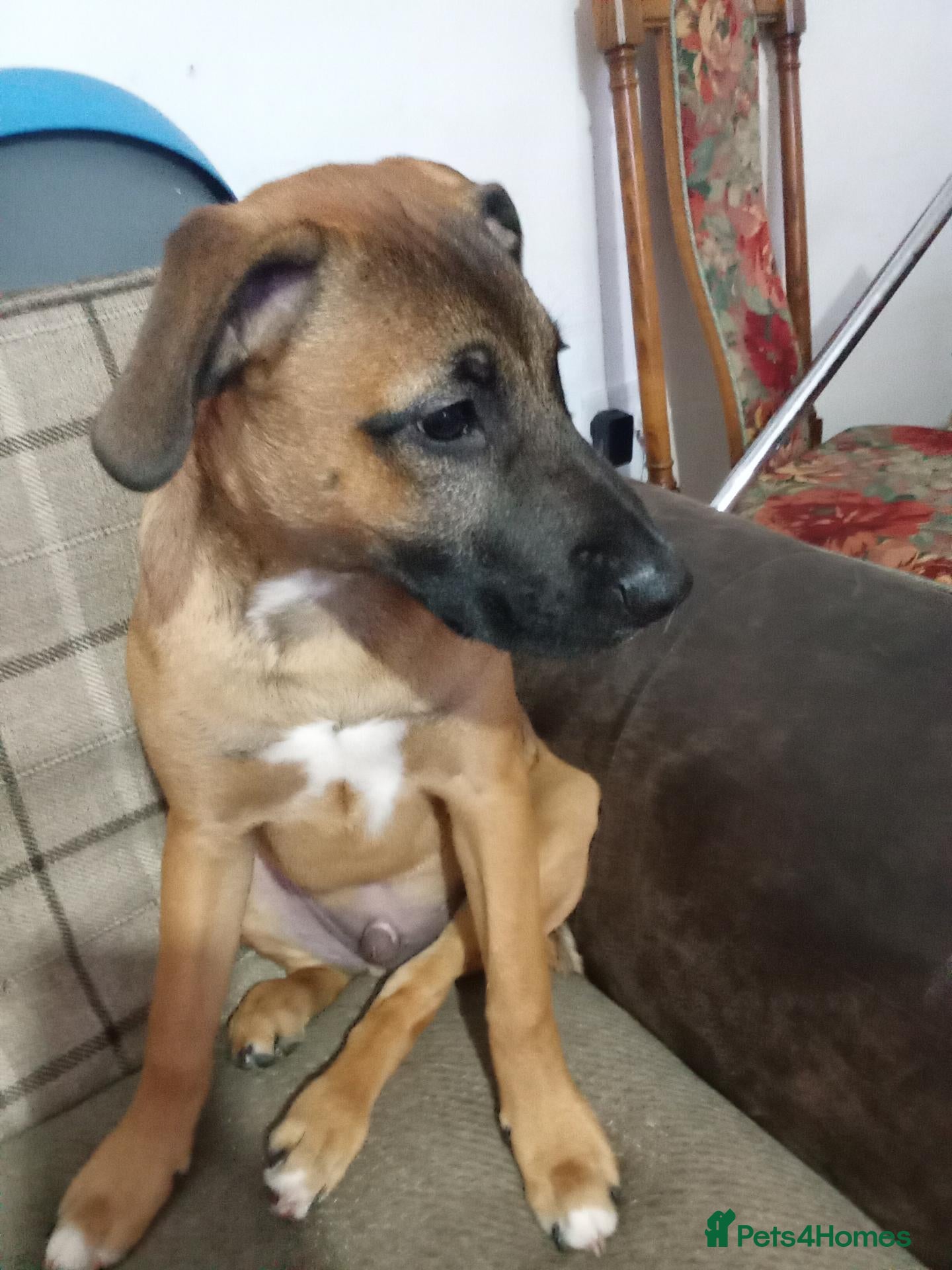 Mixed Breed dogs for sale: Nova  - Advert 6