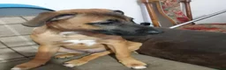 Mixed Breed dogs for sale: Nova  in Market Drayton - Advert 1