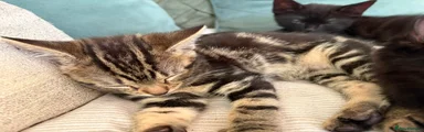 Tabbie