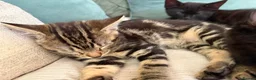 British Shorthair cats for sale: Beautiful Mixed kittens price in description  in Wallingford - Advert 9