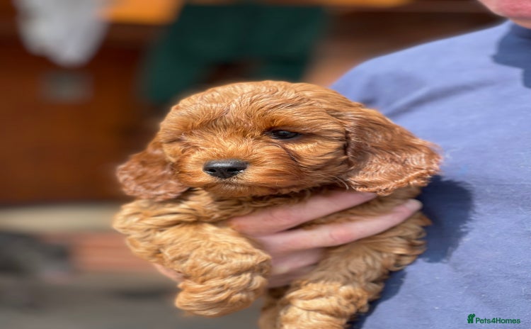 Cavapoo dogs - Advert 2