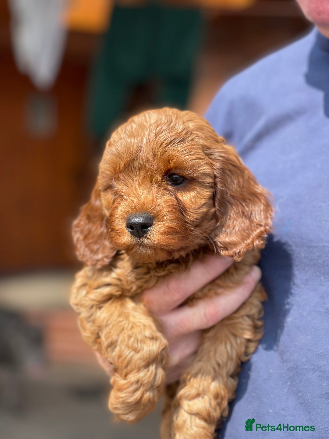 Cavapoo dogs for sale: Extensively Health Tested Cavapoo Puppies - Image 1
