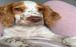 Sprocker dogs for sale: 7 month old sprocker spaniel  - Image 3