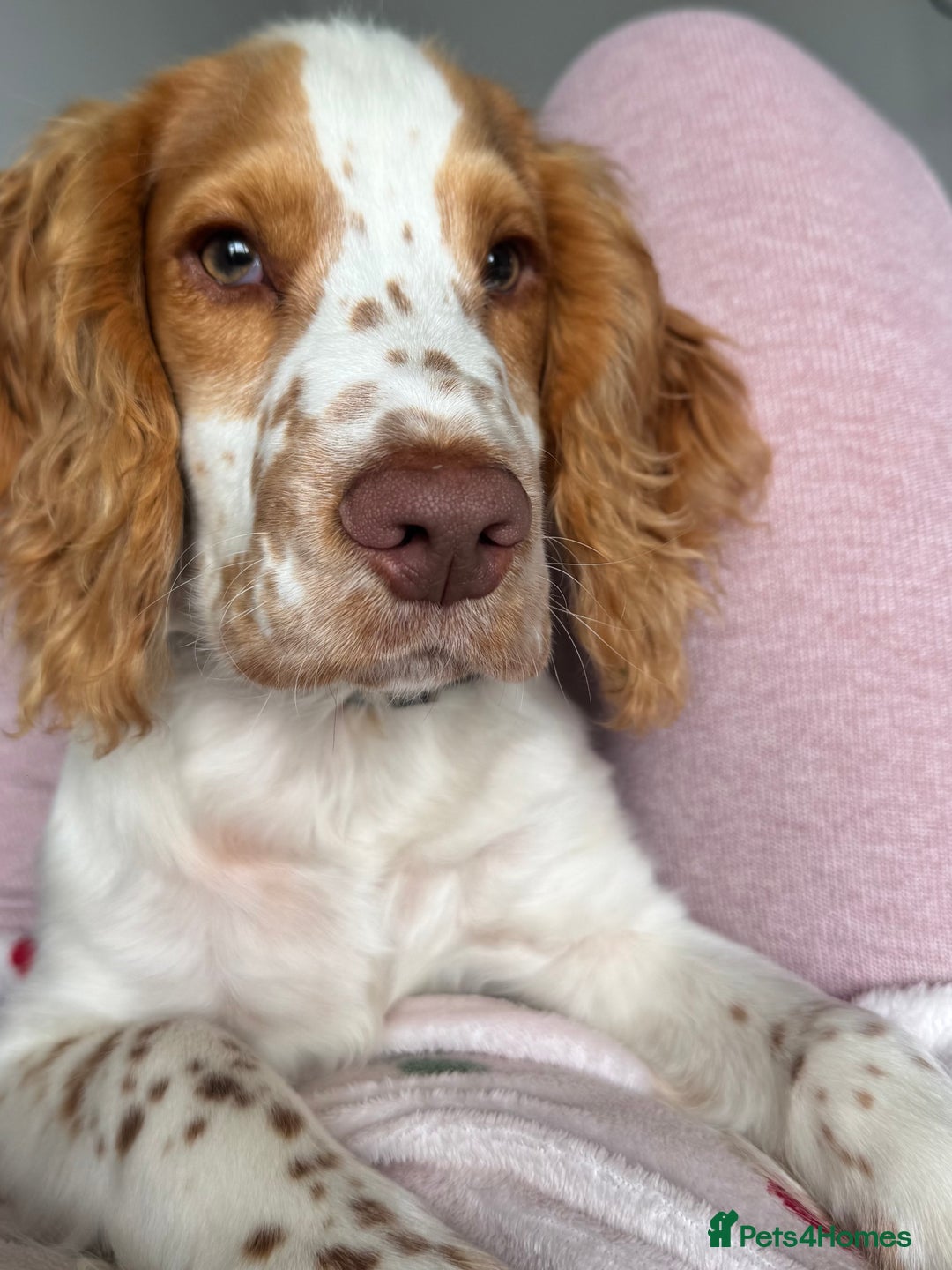 Sprocker dogs for sale: 7 month old sprocker spaniel  - Image 3