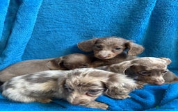 Miniature Dachshund dogs for sale: Miniature dachshunds - Image 1