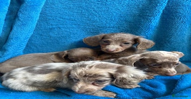 Miniature Dachshund dogs - Advert 1