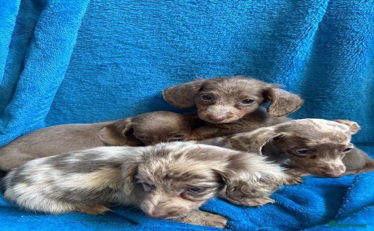 Miniature Dachshund dogs - Advert 8